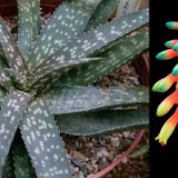 Aloe ellenbeckii (L12170, Kenya) available 8.5cm and 10.5cm Ø